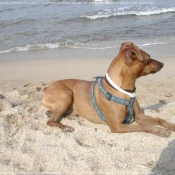 Photo de Pinscher nain