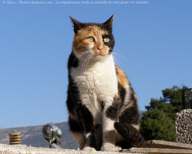 Photo de Chat domestique