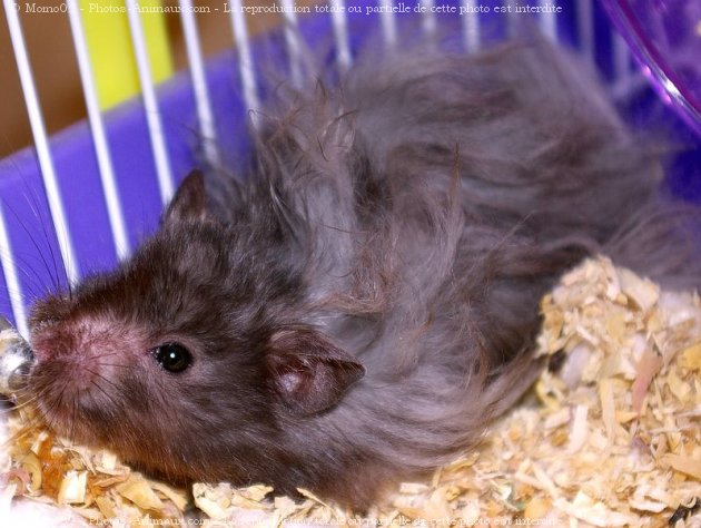 Photo de Hamster