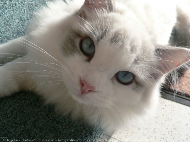 Photo de Ragdoll