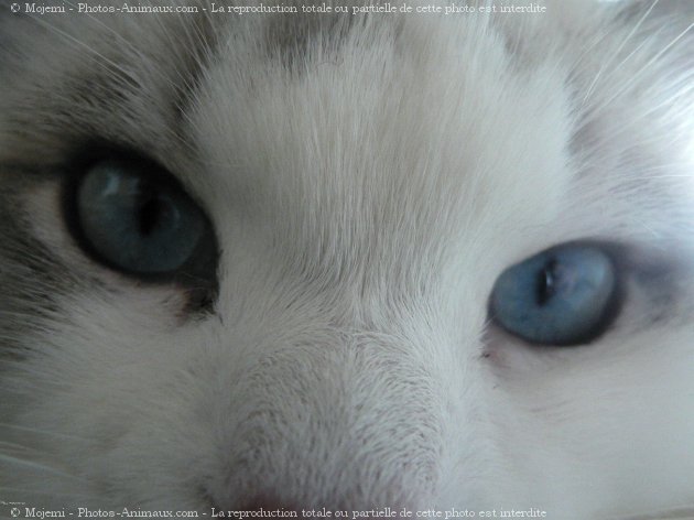 Photo de Ragdoll