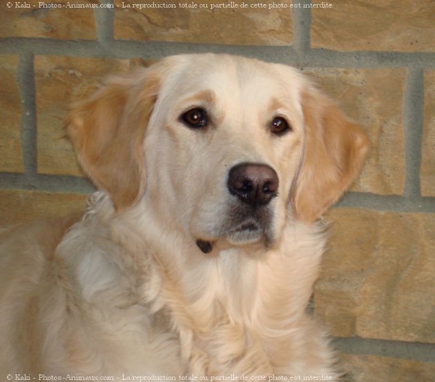 Photo de Golden retriever