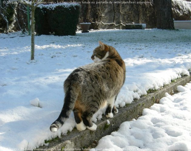 Photo de Chat domestique