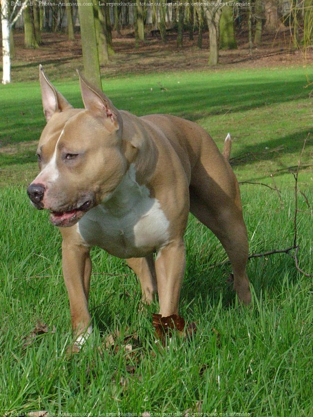 Photo d'American staffordshire terrier