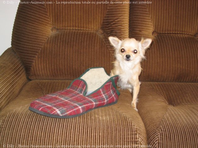 Photo de Chihuahua  poil long