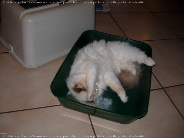 Photo de Ragdoll