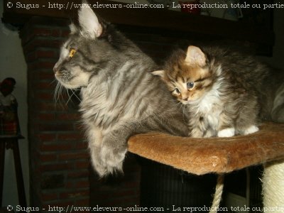 Photo de Maine coon