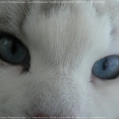 Photo de Ragdoll