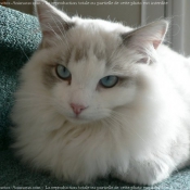 Photo de Ragdoll