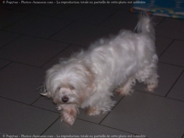 Photo de Bichon maltais