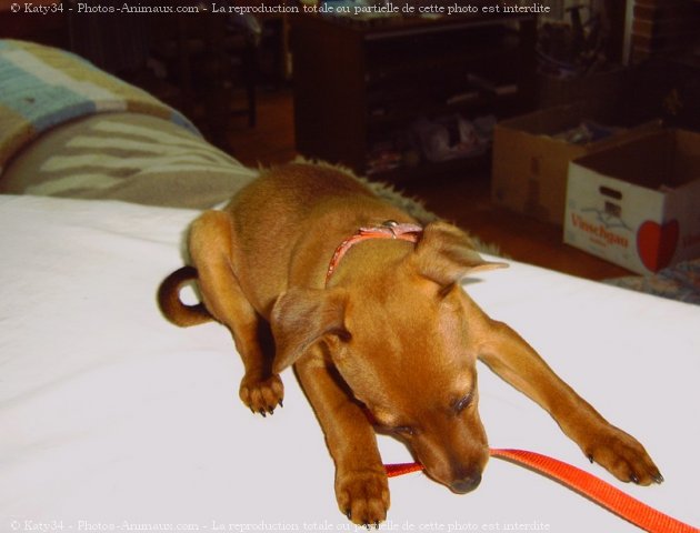 Photo de Pinscher nain