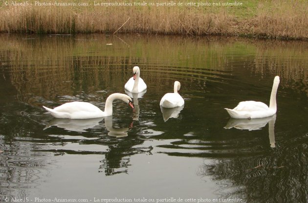 Photo de Cygne