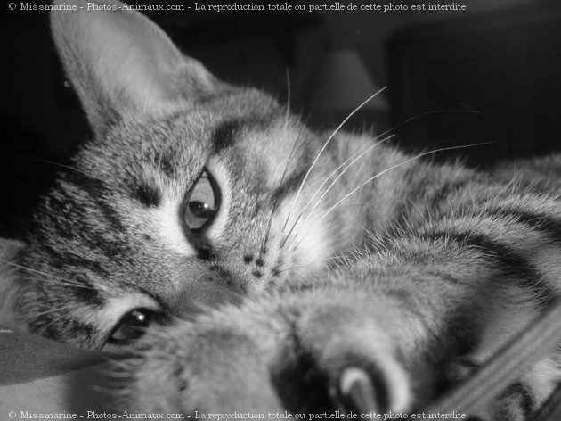 Photo de Chat domestique