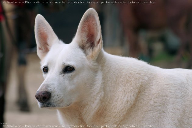 Photo de Berger blanc suisse