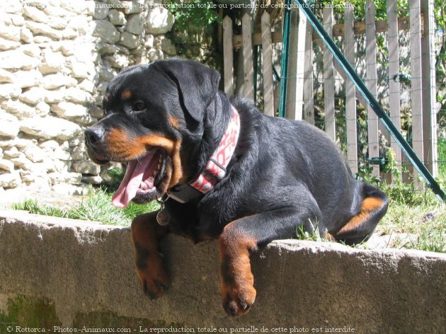 Photo de Rottweiler