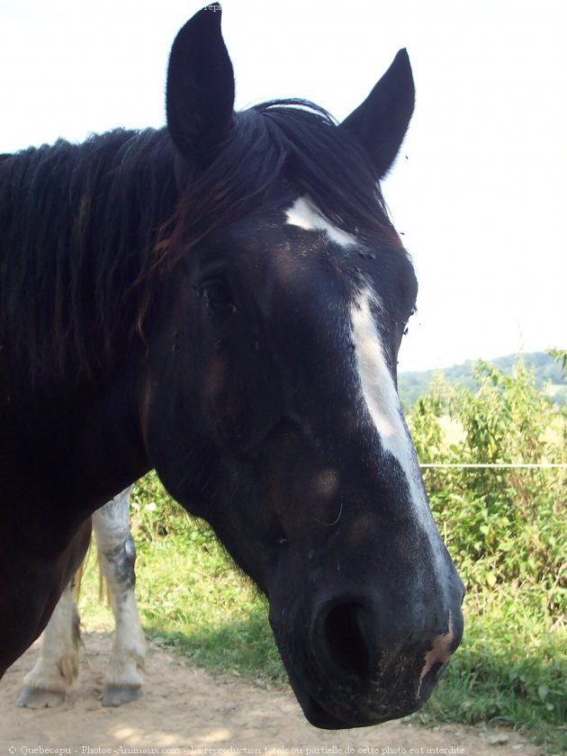 Photo de Percheron