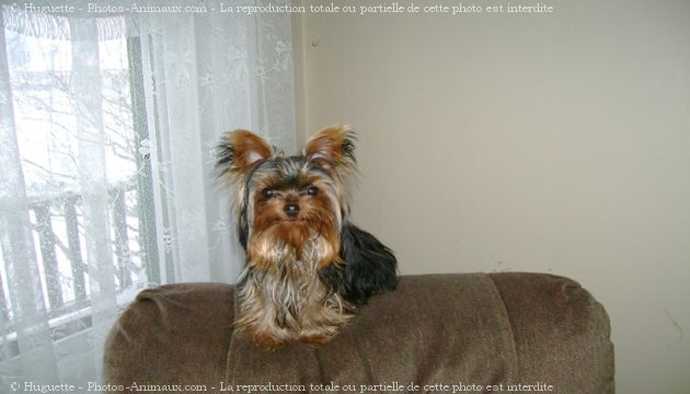 Photo de Yorkshire terrier