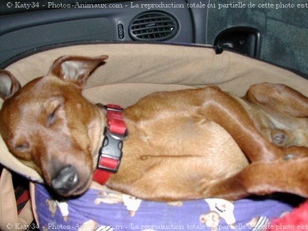 Photo de Pinscher nain