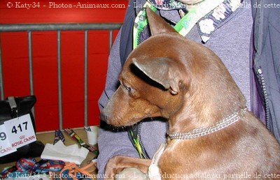 Photo de Pinscher nain