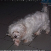 Photo de Bichon maltais