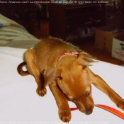 Photo de Pinscher nain