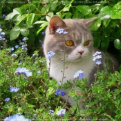 Photo de British shorthair