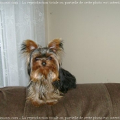 Photo de Yorkshire terrier