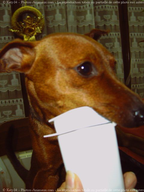 Photo de Pinscher nain