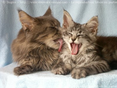 Photo de Maine coon