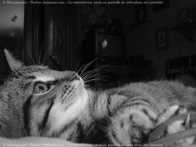 Photo de Chat domestique