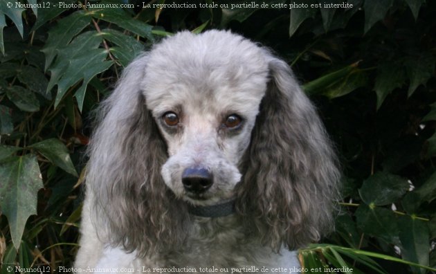 Photo de Caniche moyen