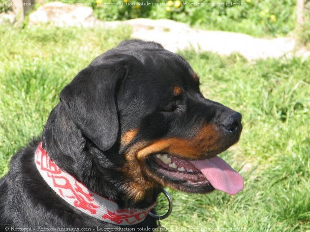 Photo de Rottweiler