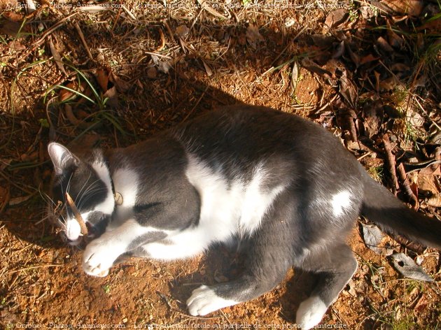 Photo de Chat domestique