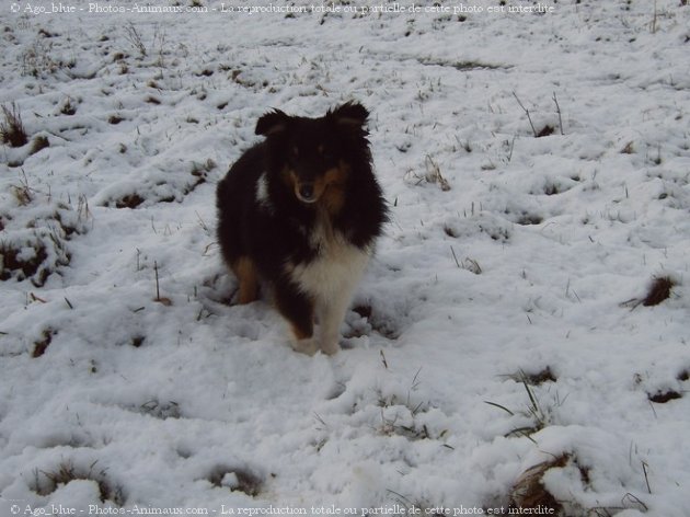 Photo de Chien de berger des shetland