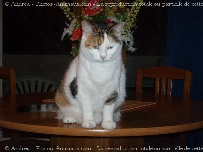 Photo de Chat domestique