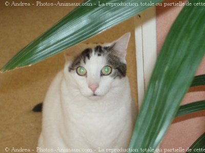 Photo de Chat domestique