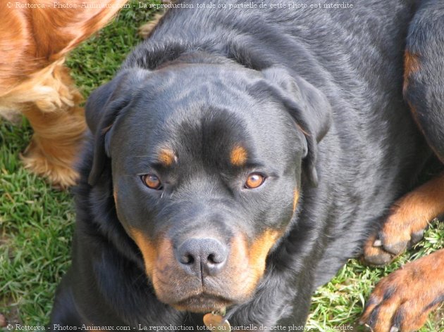 Photo de Rottweiler