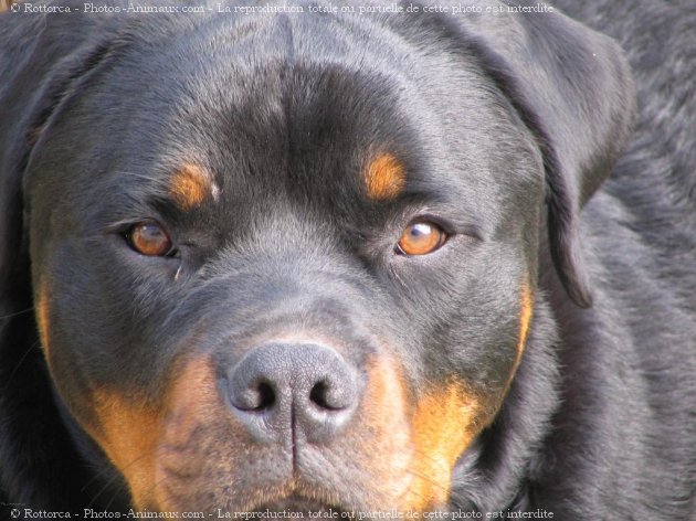 Photo de Rottweiler