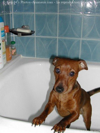 Photo de Pinscher nain