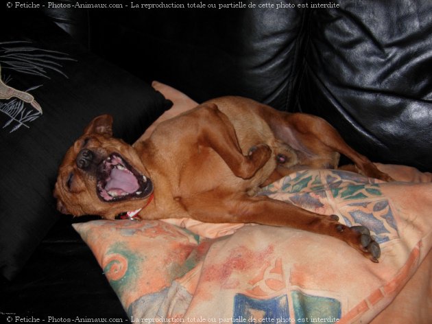 Photo de Pinscher nain