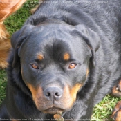 Photo de Rottweiler