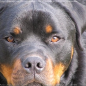 Photo de Rottweiler