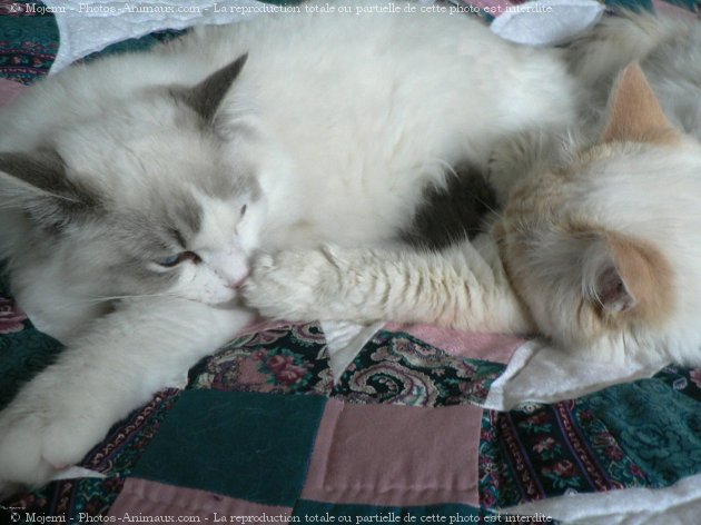 Photo de Ragdoll