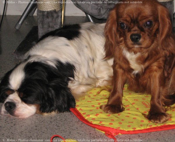 Photo de Cavalier king charles spaniel