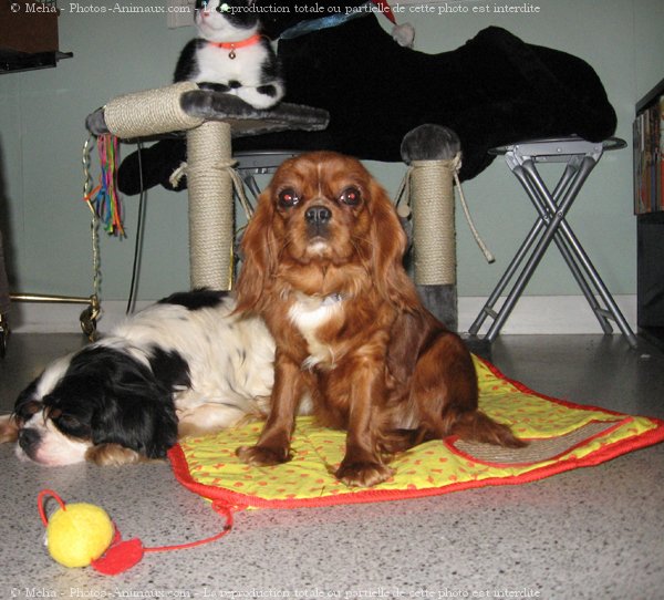 Photo de Cavalier king charles spaniel