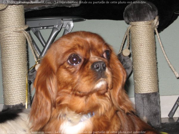 Photo de Cavalier king charles spaniel