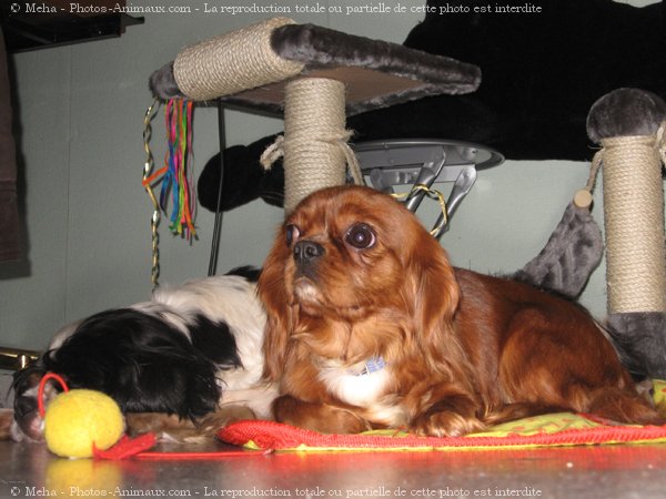 Photo de Cavalier king charles spaniel