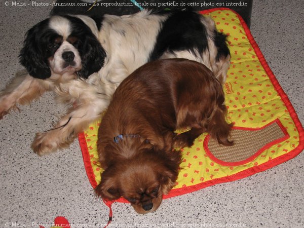 Photo de Cavalier king charles spaniel