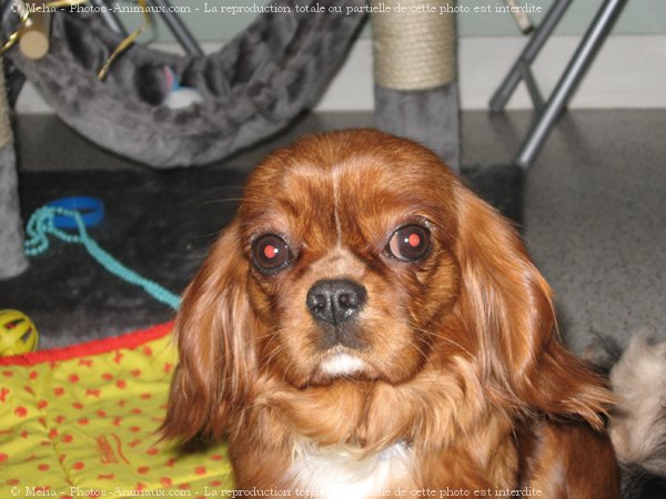 Photo de Cavalier king charles spaniel