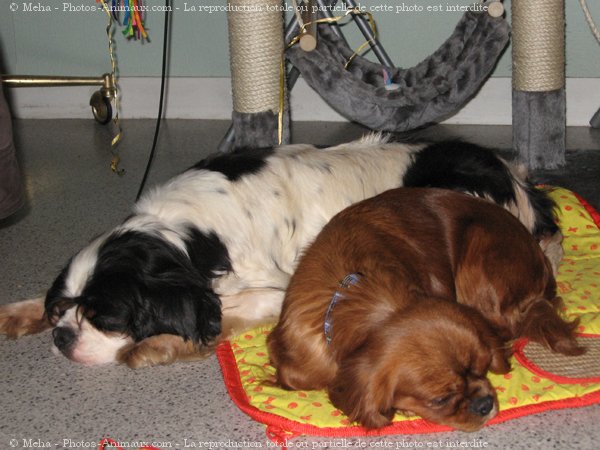 Photo de Cavalier king charles spaniel